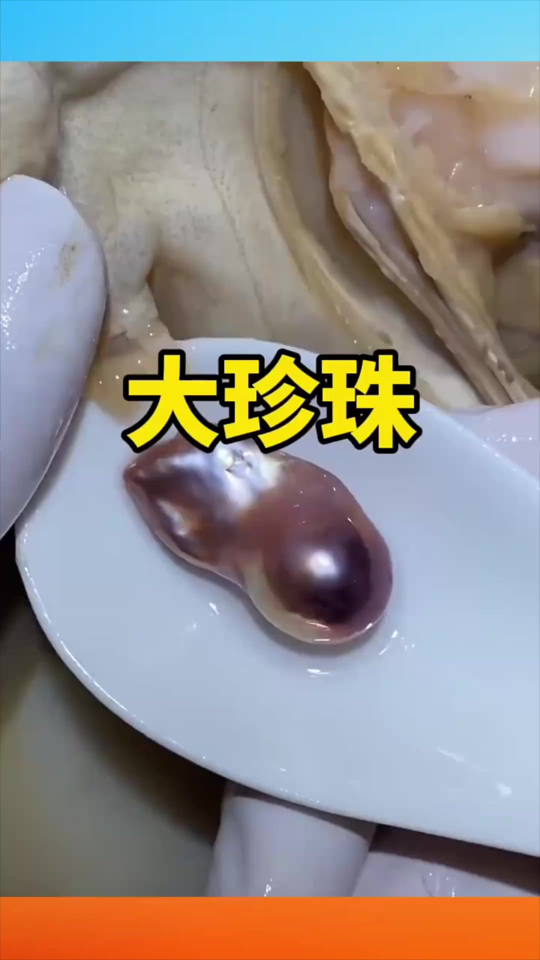 河蚌里的大珍珠!