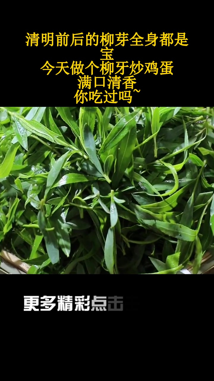清明前后的柳芽全身都是宝,今天做个柳牙炒鸡蛋,满口清香,你吃过吗