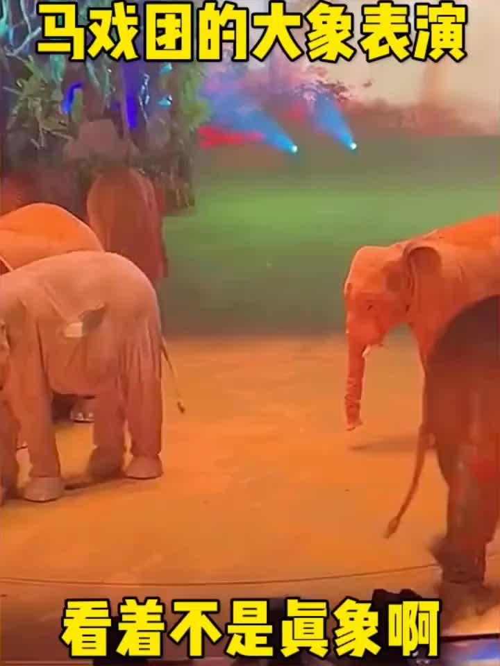 马戏团的大象表演,看着不像是真象啊