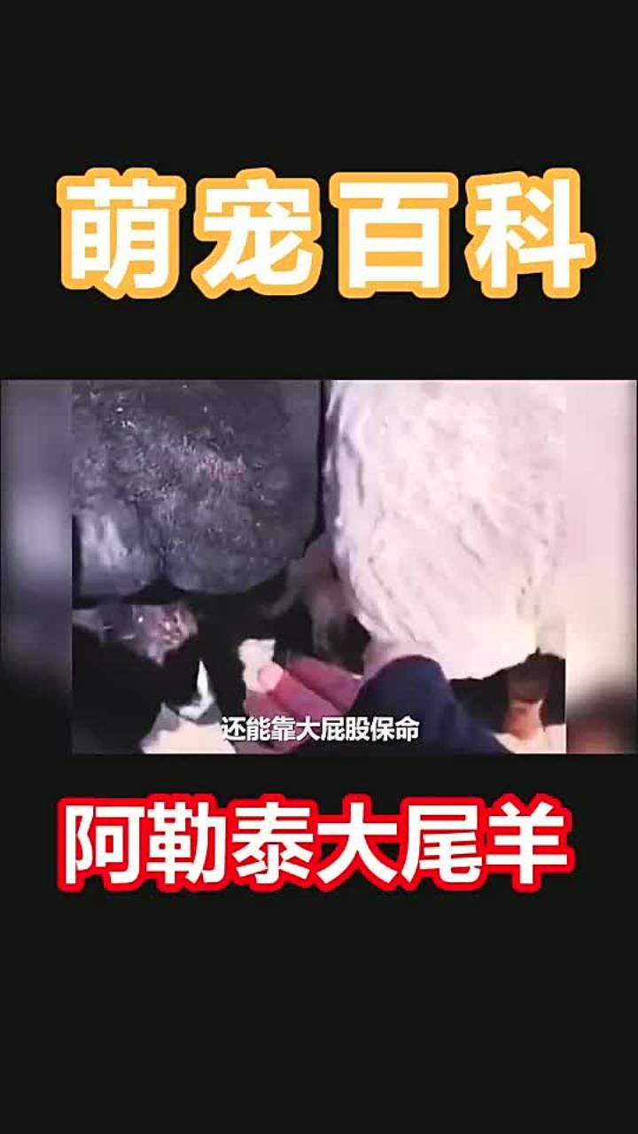你见过没有尾巴的羊羊吗 528