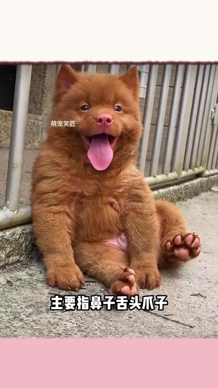 潮汕五红犬多少钱一条图片