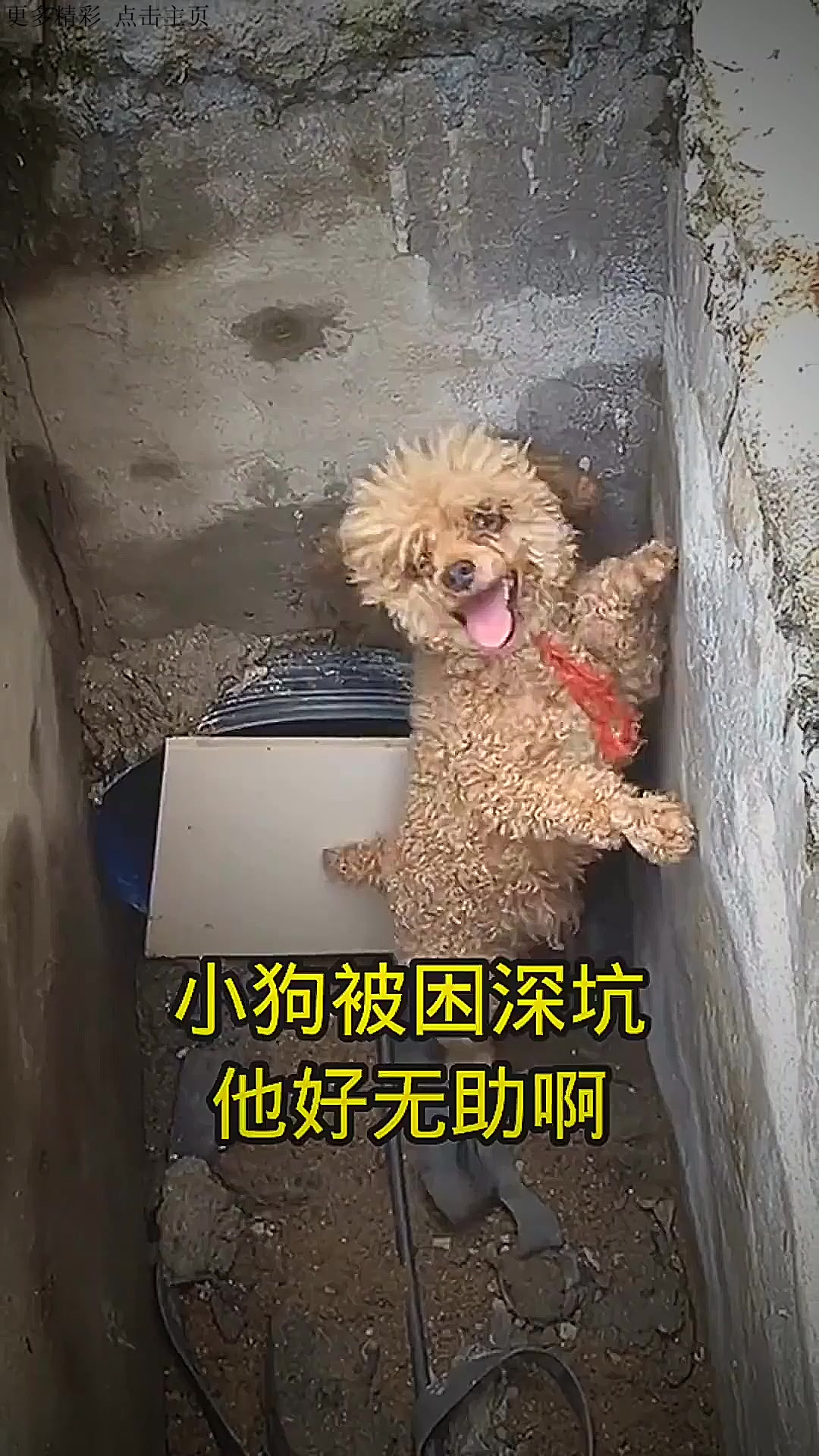 狗狗陷进去了表情包图片