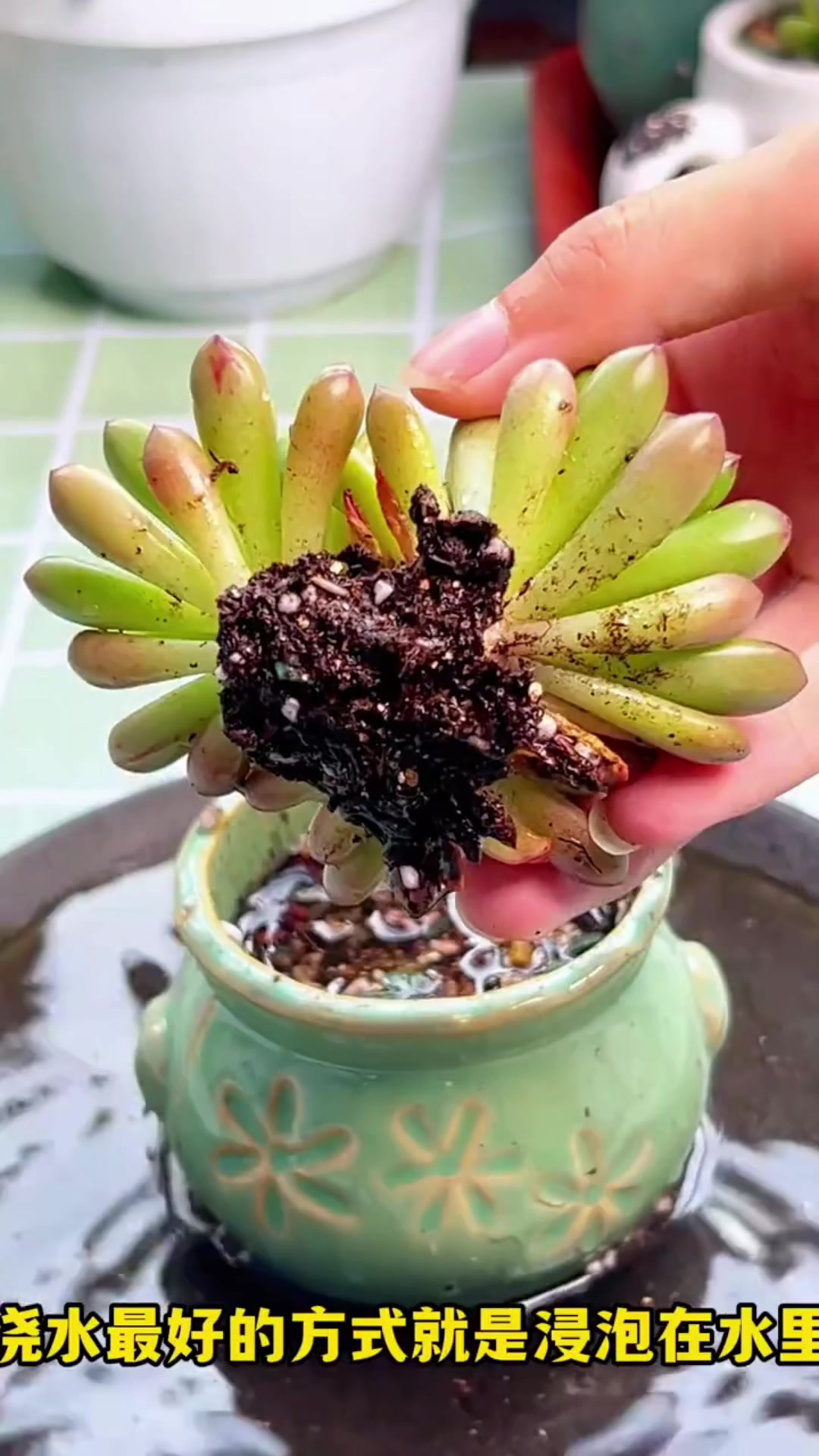 多肉最好的浇水方式就是浸盆法,您学会了吗?