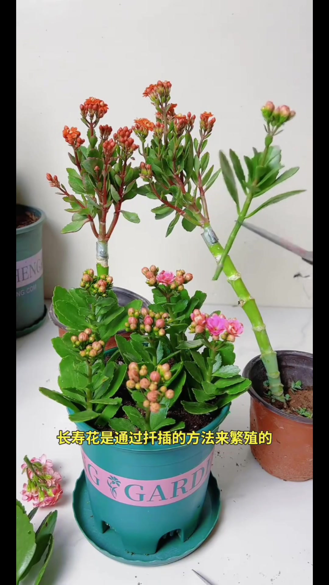 长寿花花梗怎样扦插图片