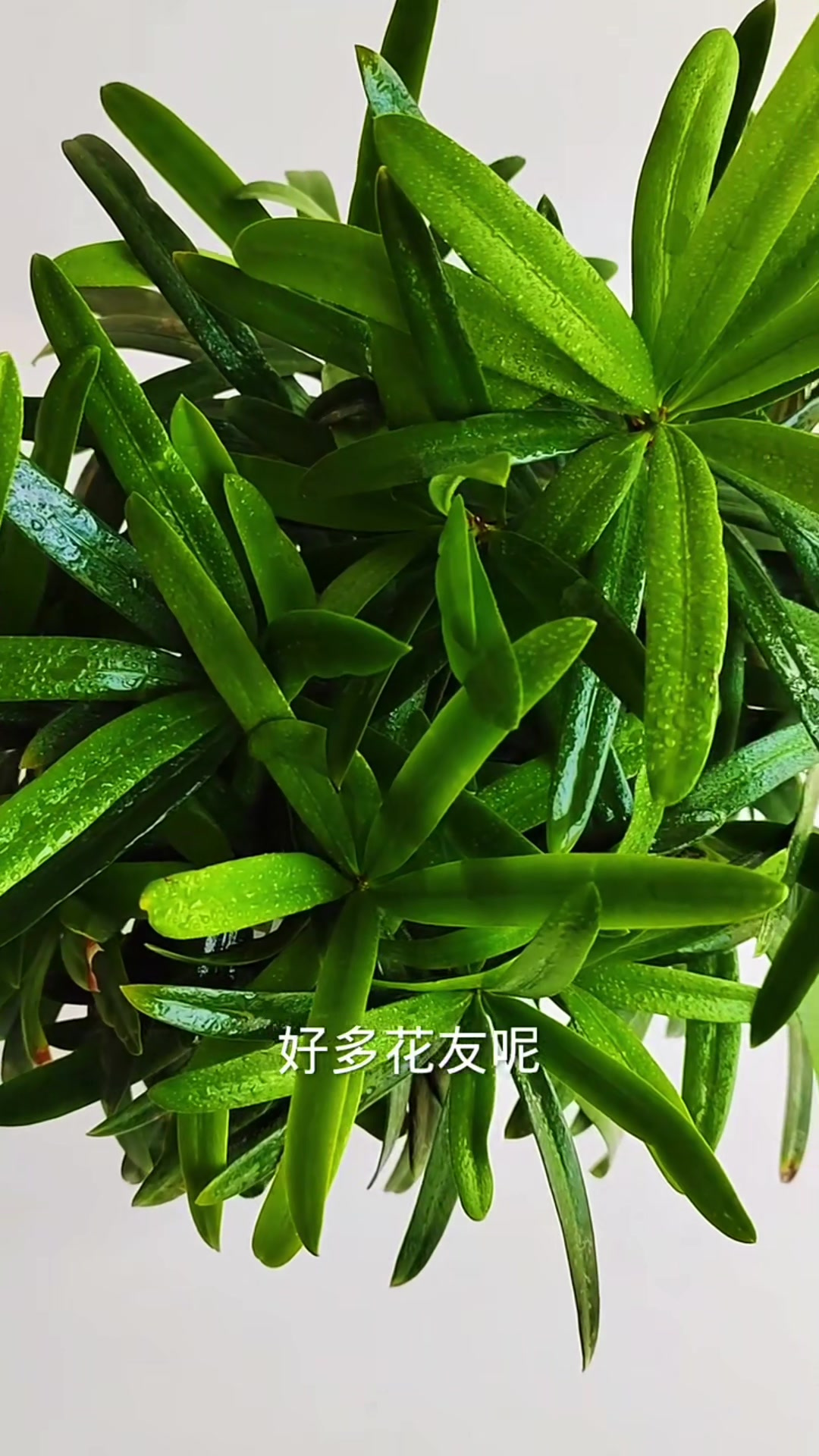 罗汉松叶片发黄焦枯有两点原因