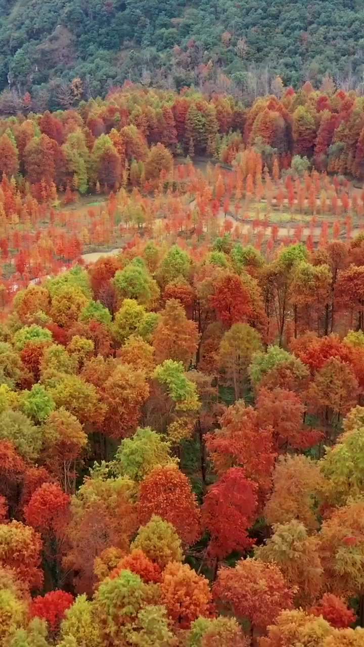 小芝红树林 层林尽染