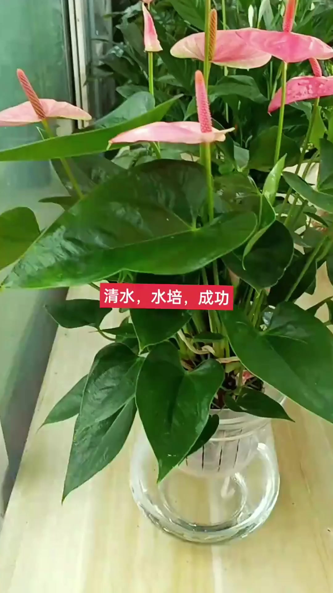 为什么植物需要水？