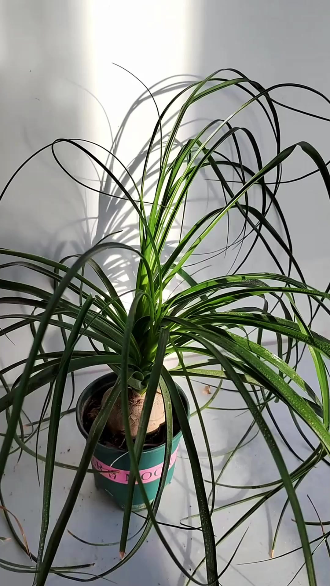 春天养酒瓶兰做到三要 三不要生长更旺盛