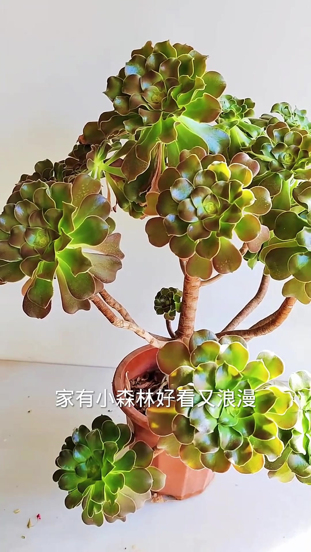 绿羊绒法师这样养护叶片更加翠绿