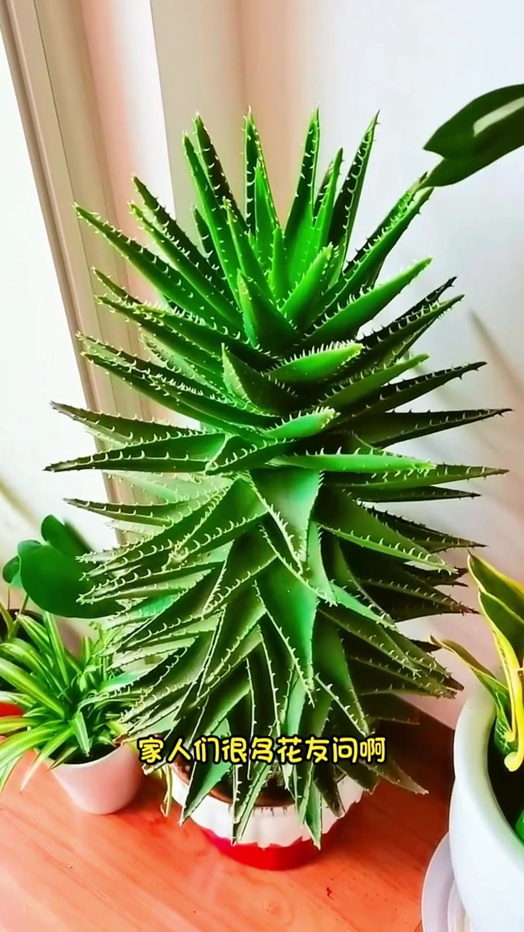 不夜城芦荟的养殖及分株