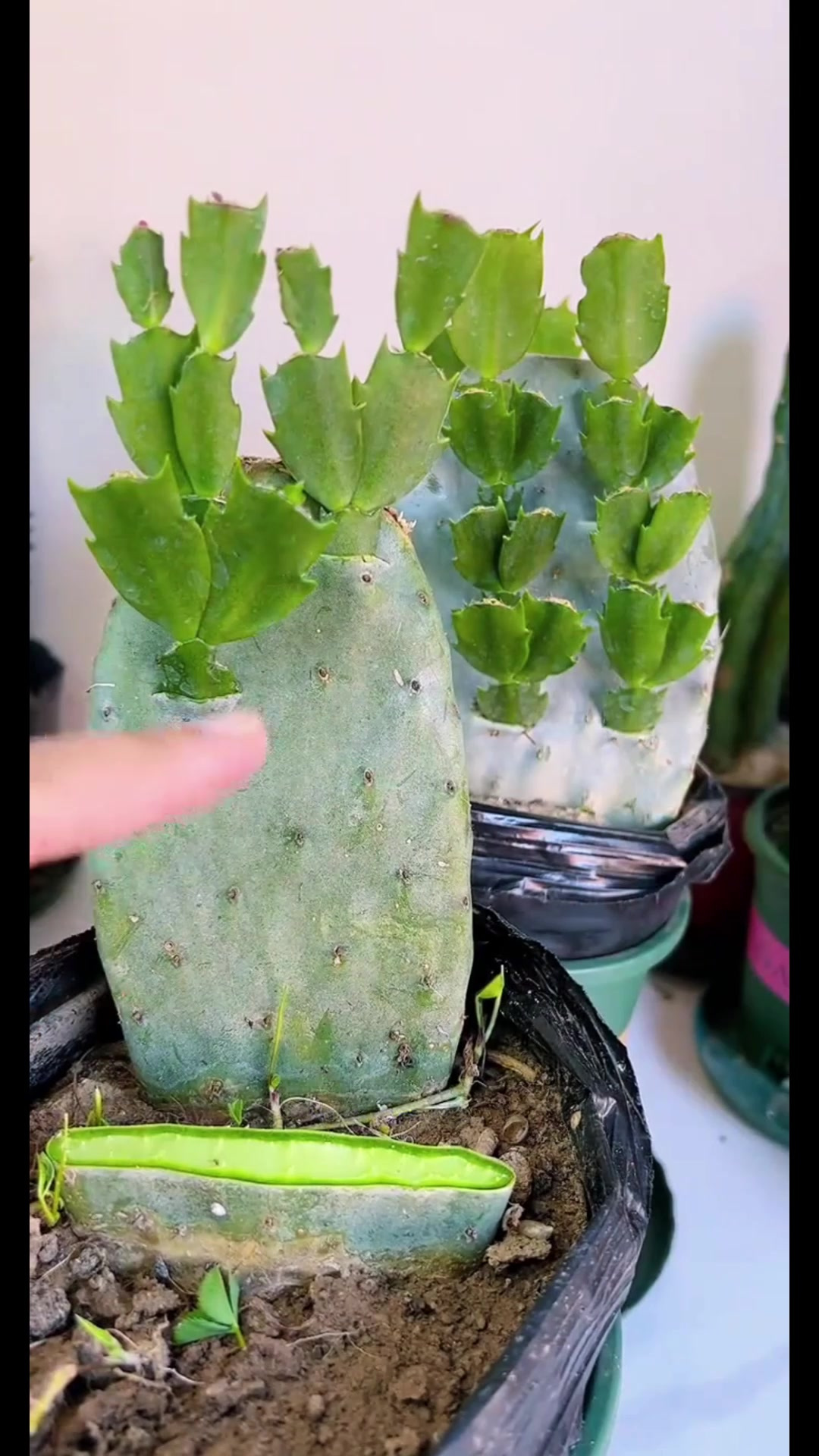 仙人掌嫁接蟹爪兰!