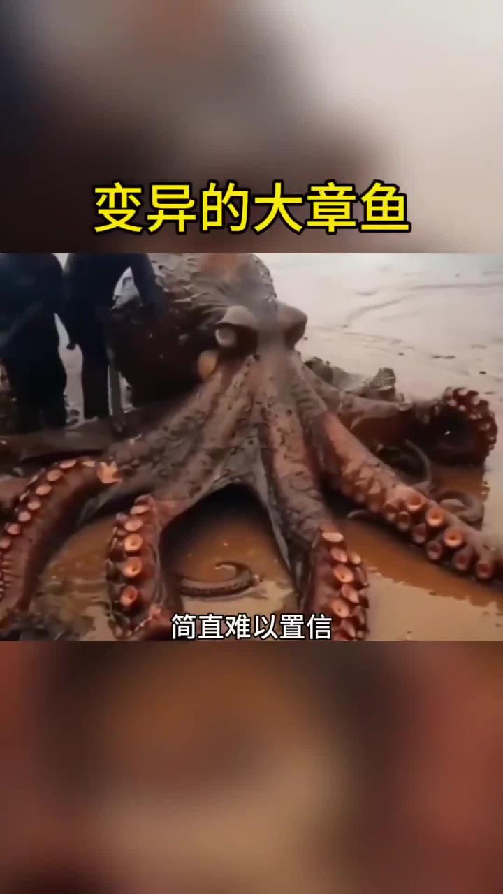 神秘变异章鱼现身,惊人发现!
