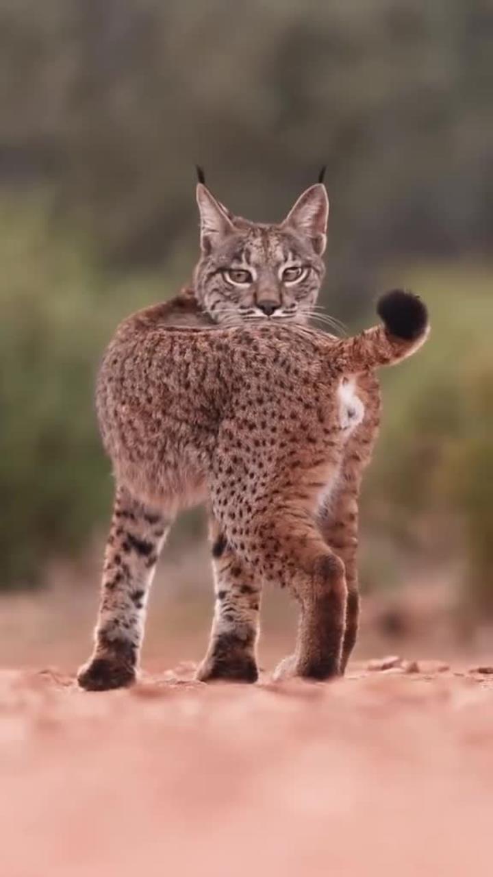 姿态优雅的猞猁幼崽