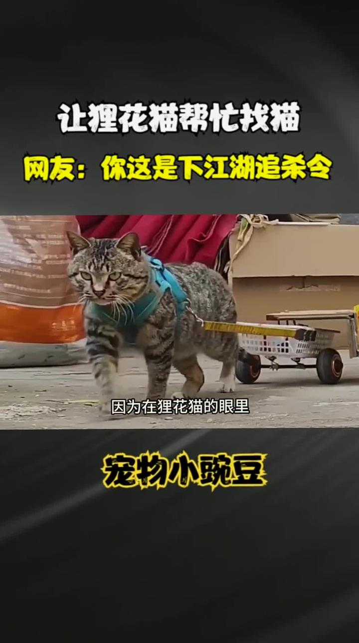 追杀令，(全球追杀令)