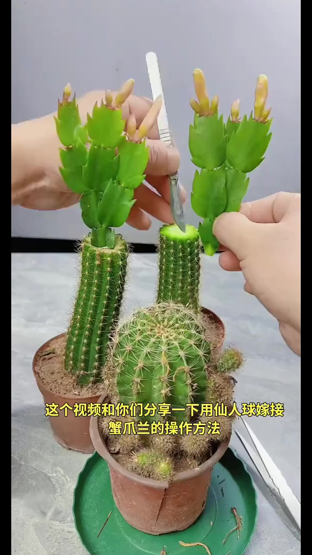 教大家仙人球嫁接蟹爪兰,方法详细的都在这条视频里