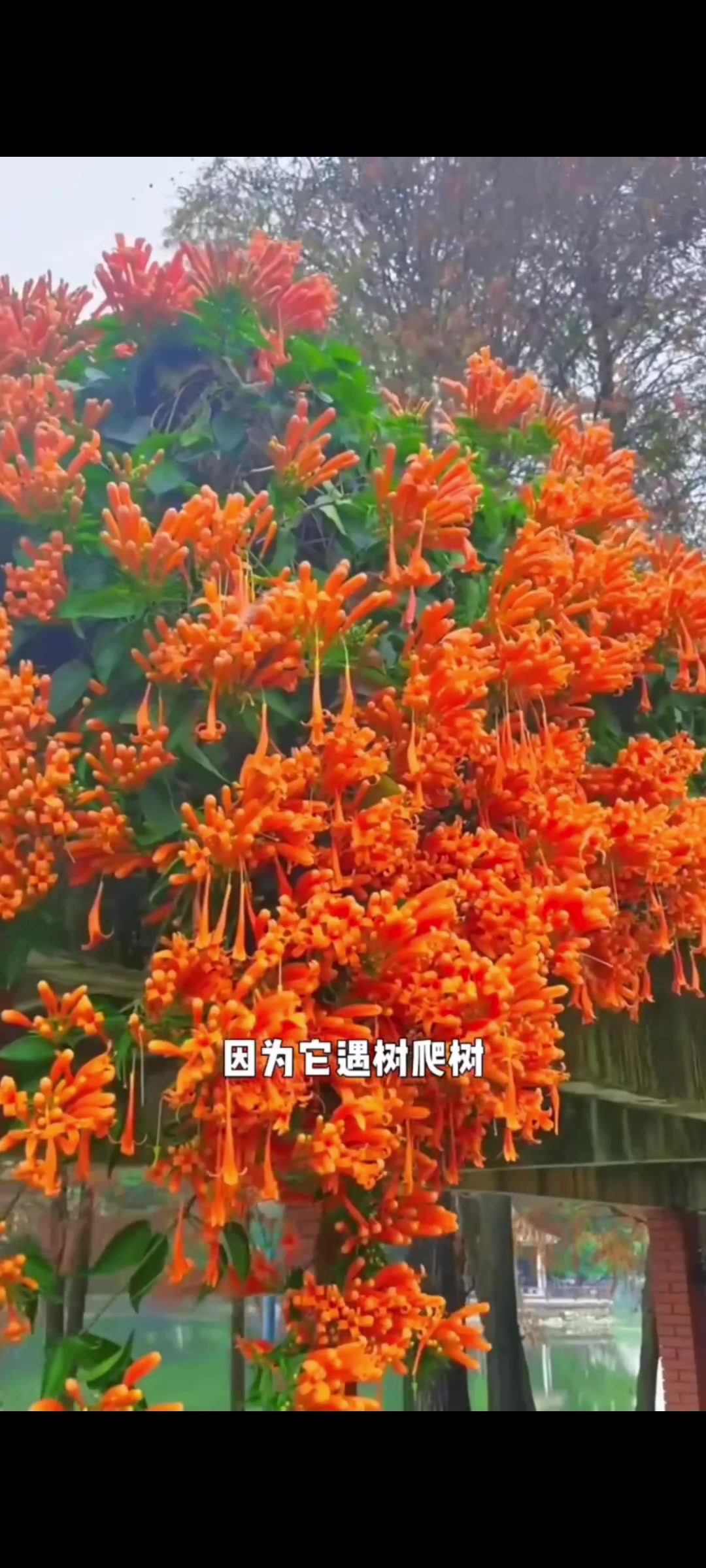 炮仗花发芽图片