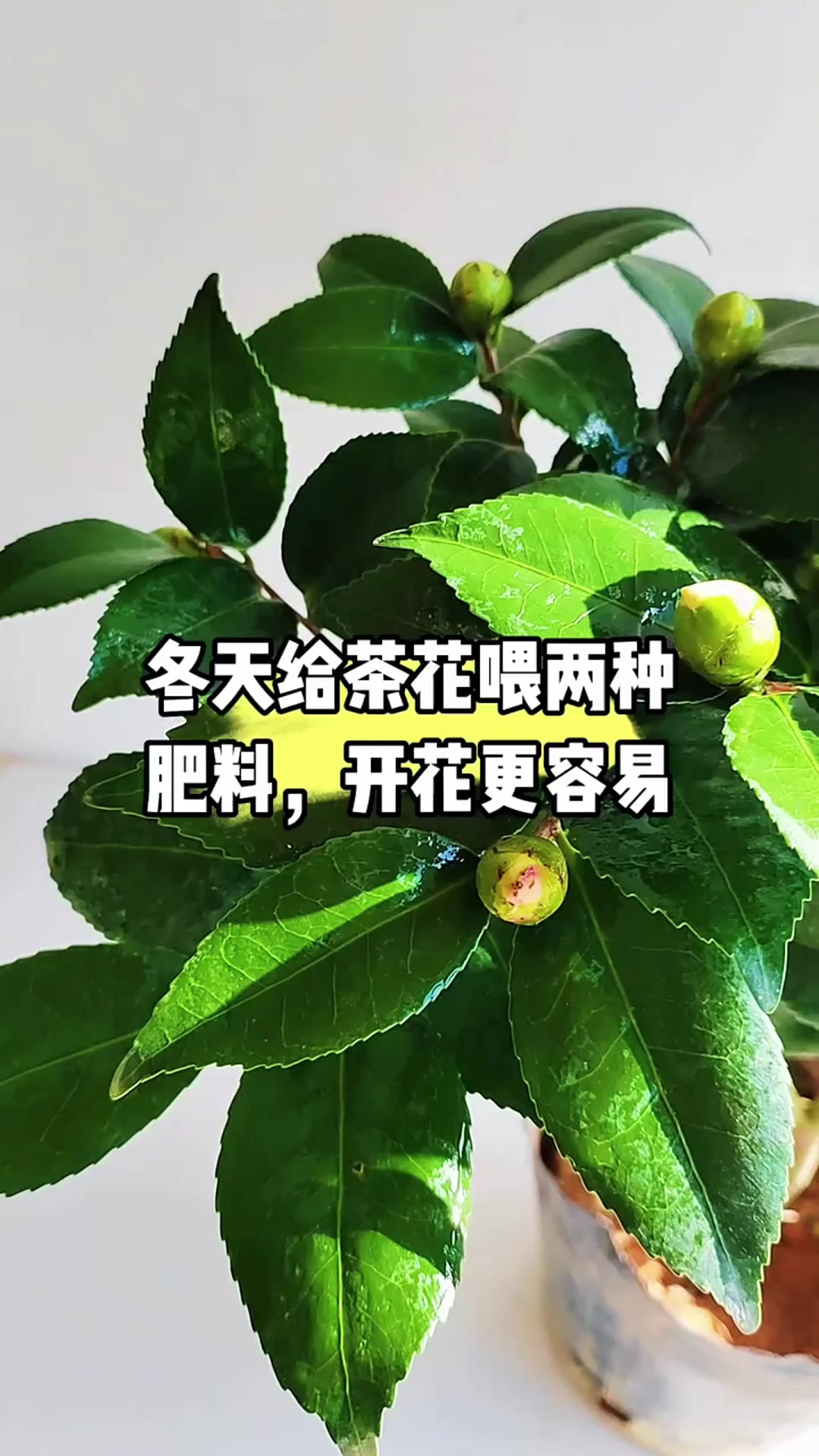 冬天的茶叶能浇花吗（冬天茶叶可以泡两天吗）《冬天茶水可以放多久》