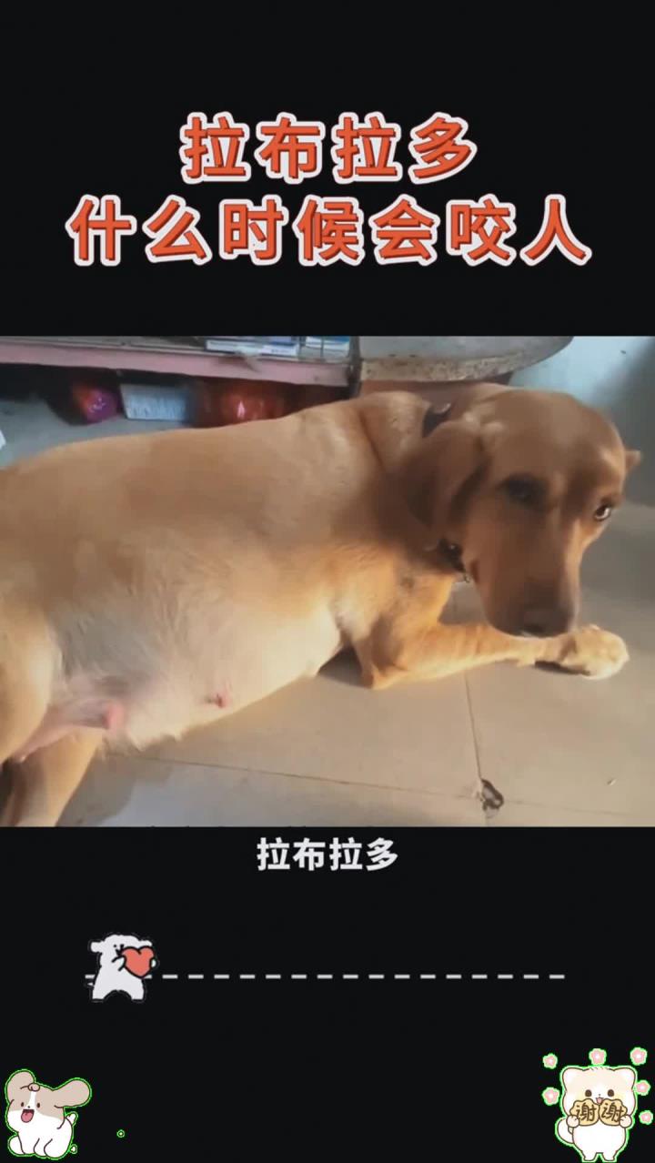 拉布拉多在这4种情况下,可能会咬人!