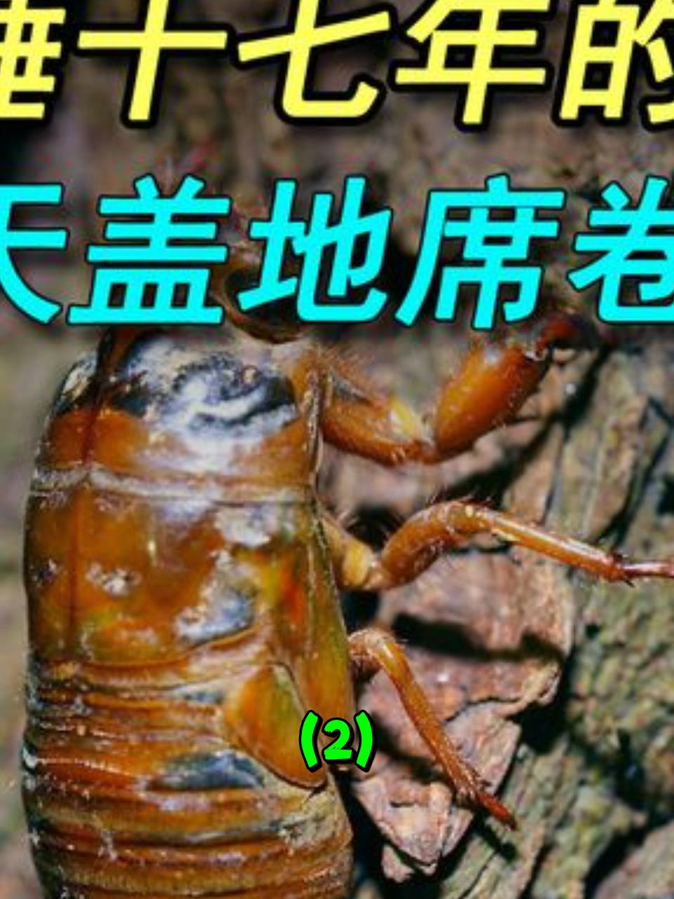 十七年蝉破土而出,美国为何遭殃?金蝉美食真相揭秘!