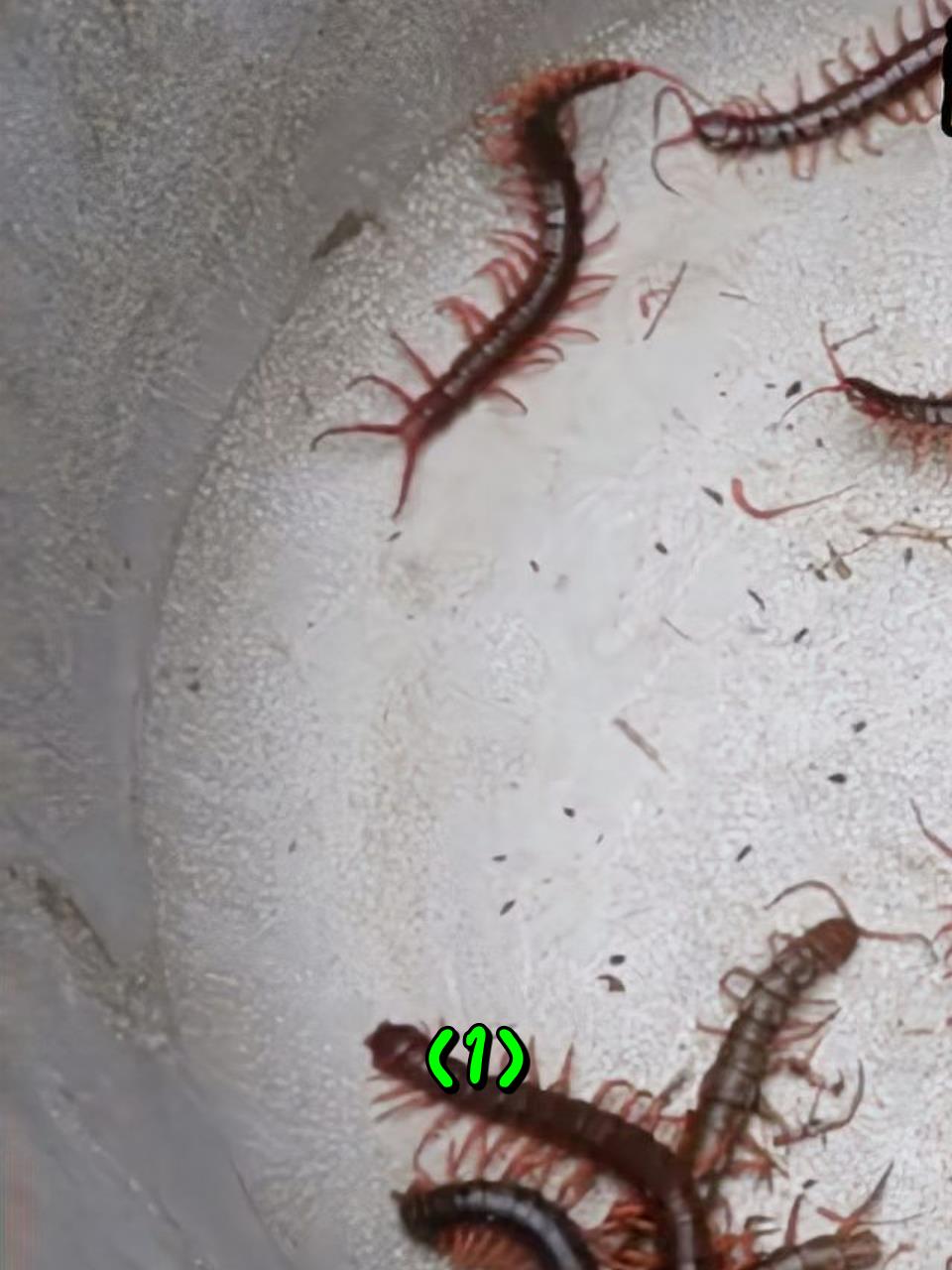 越南特色美味,油炸蜈蚣串串香1