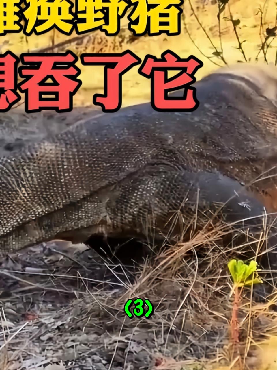 皮肤厚的优势,科莫多巨蜥咬倒两百斤野猪,却无法撕下一口肉3