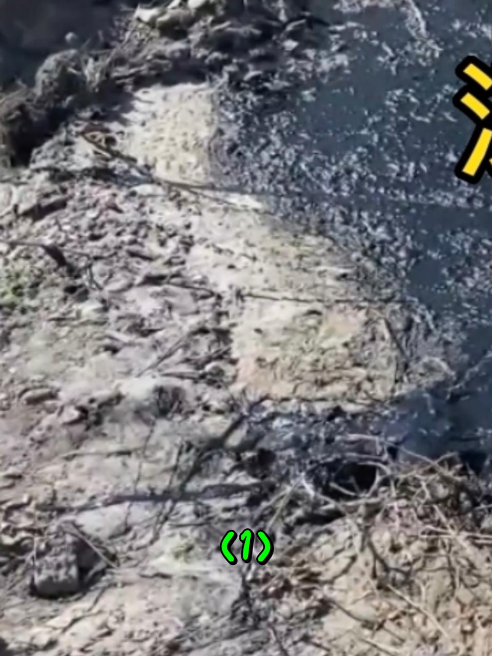 流浪狗身体陷入沥青奄奄一息,路人开挖掘机援救