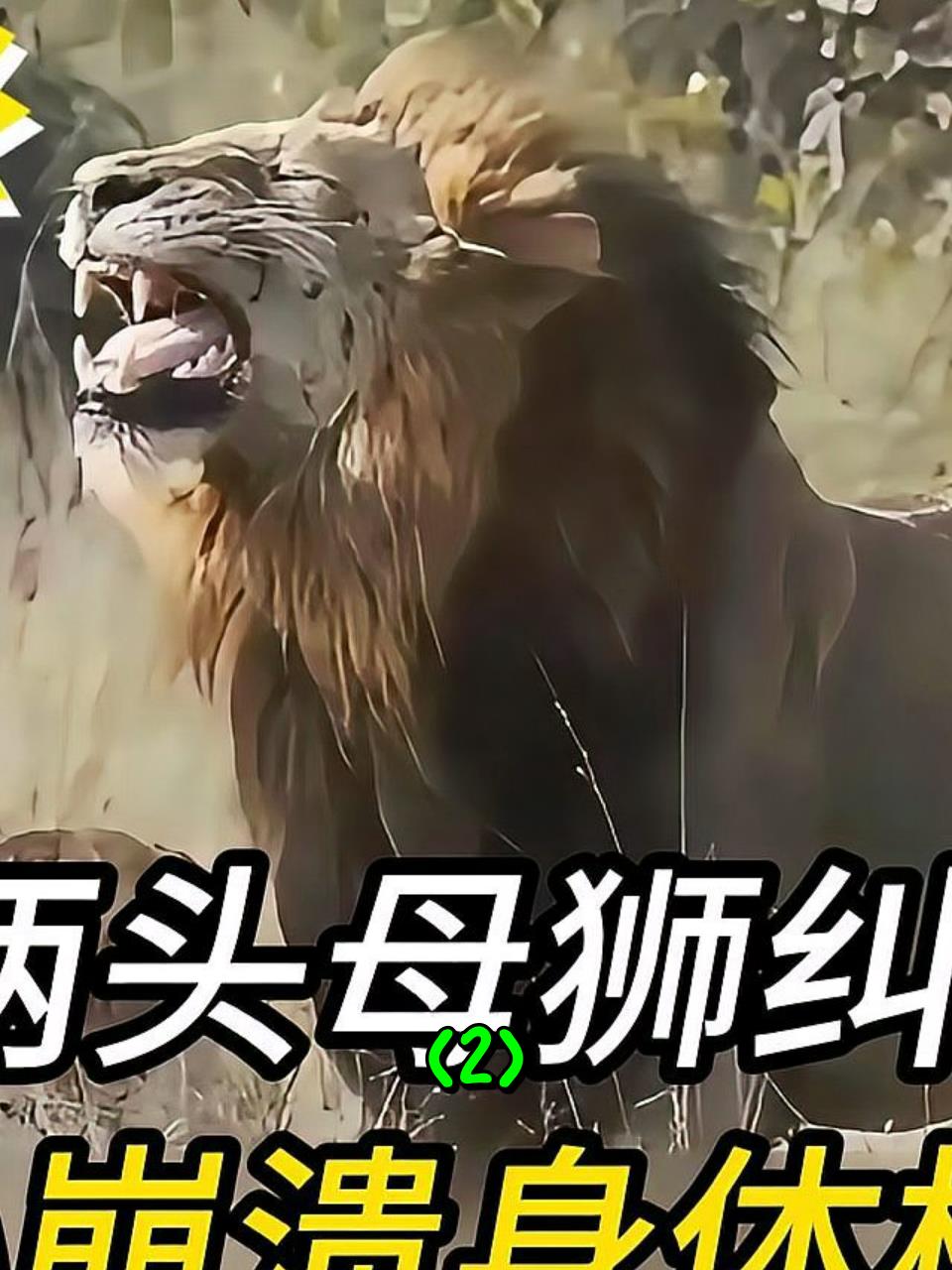 雄狮为什么害怕母狮