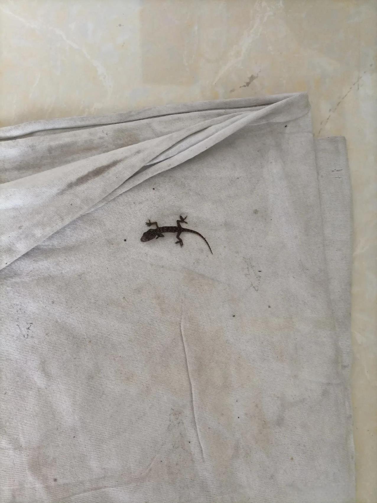 这小家伙真的是把我震撼到了