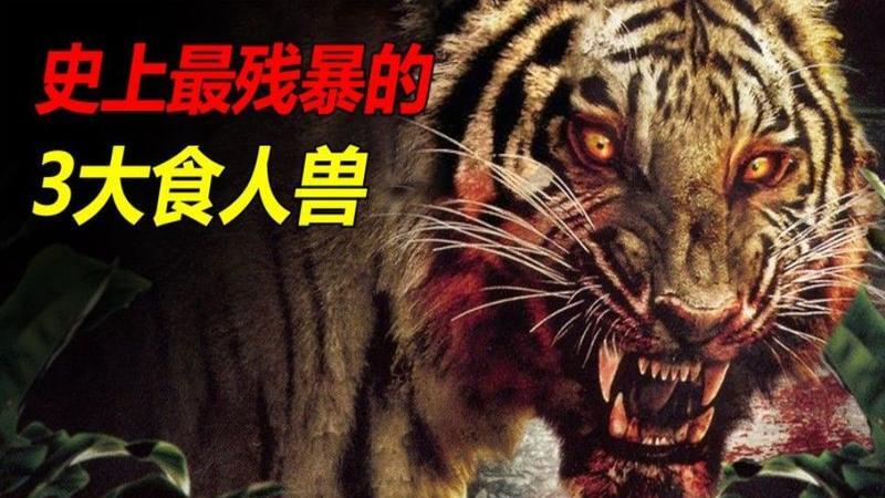 刚看了一文问,如果三个壮汉手持长矛能斗过一只老虎吗?