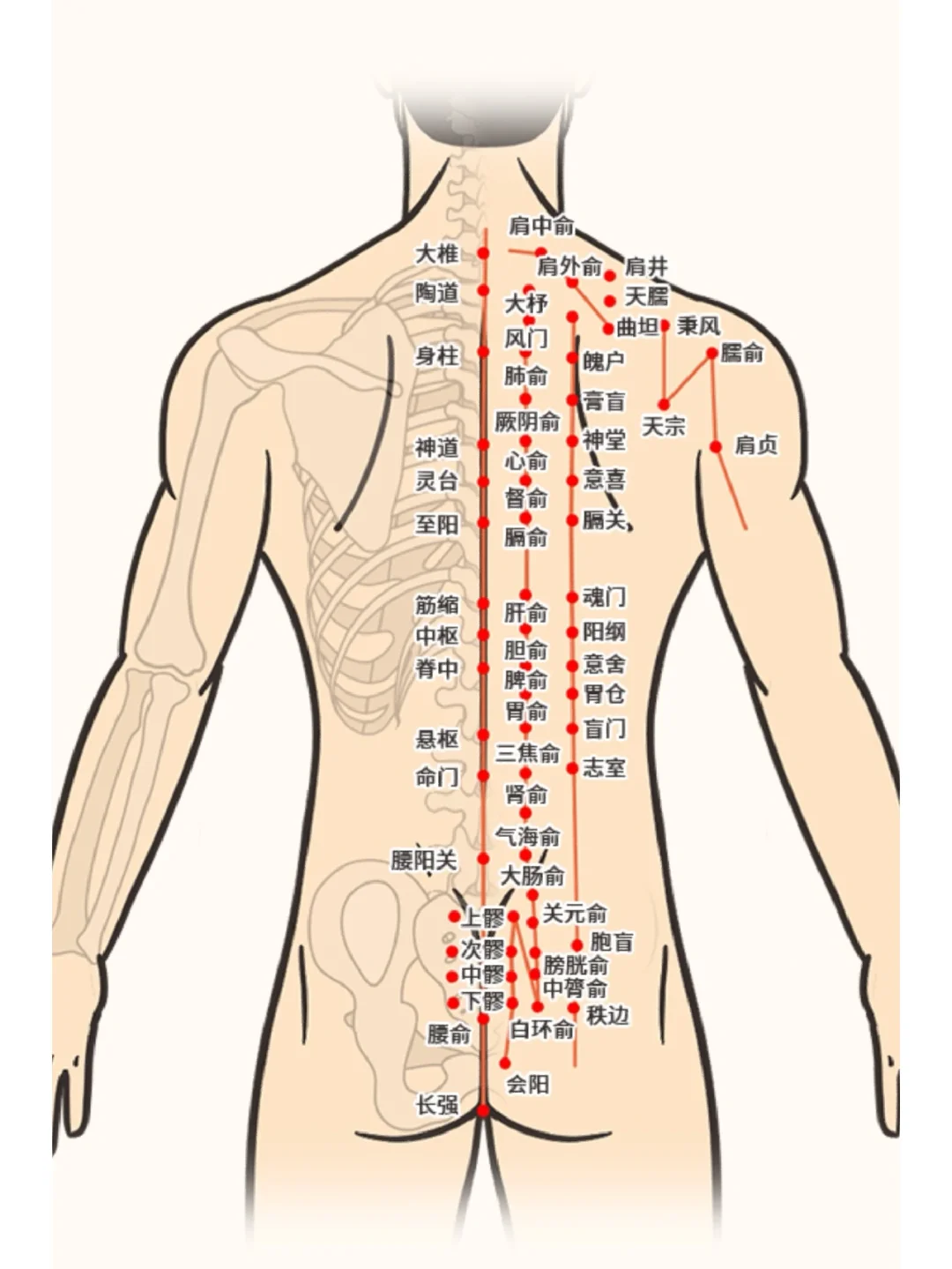 背部经络图解大全后背部位图解大全背部穴位图解大全后背穴位图后背