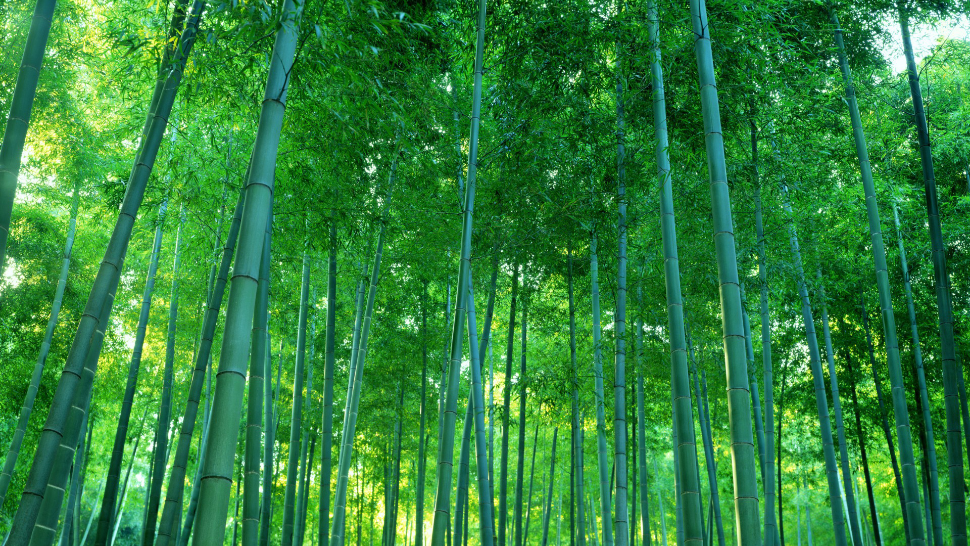 山水风景图片真实竹林图片