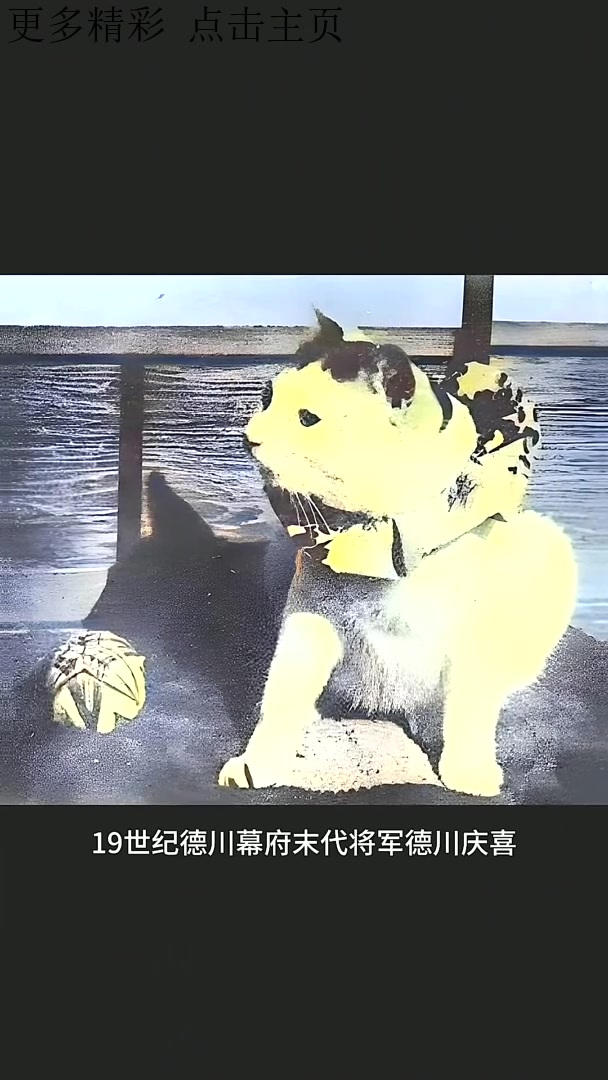 19世纪德川幕府末代将军德川庆喜拍下了自己的宠物猫孰料,这张宠物猫