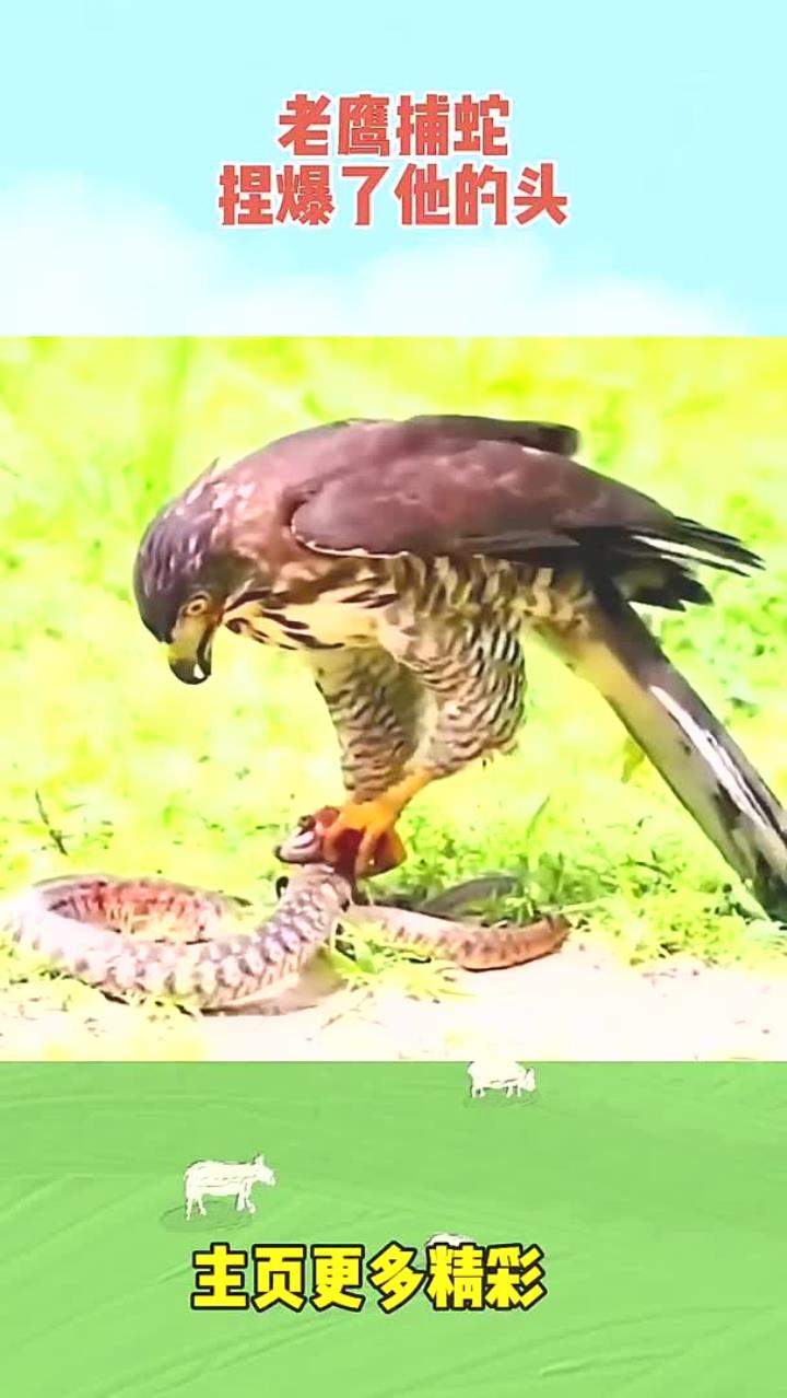 老鹰捕蛇,捏爆了他的头
