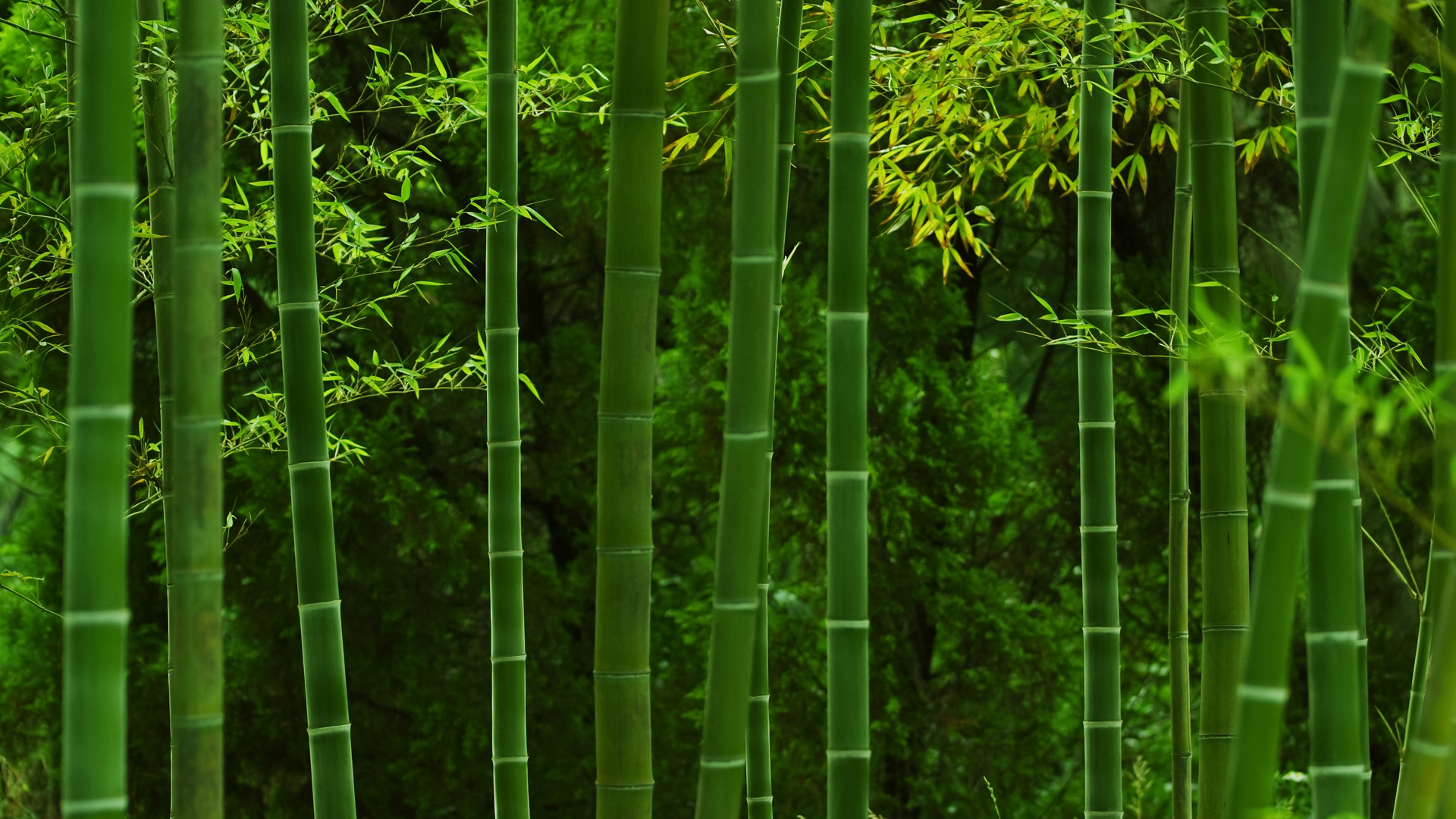 山水风景图片真实竹林图片