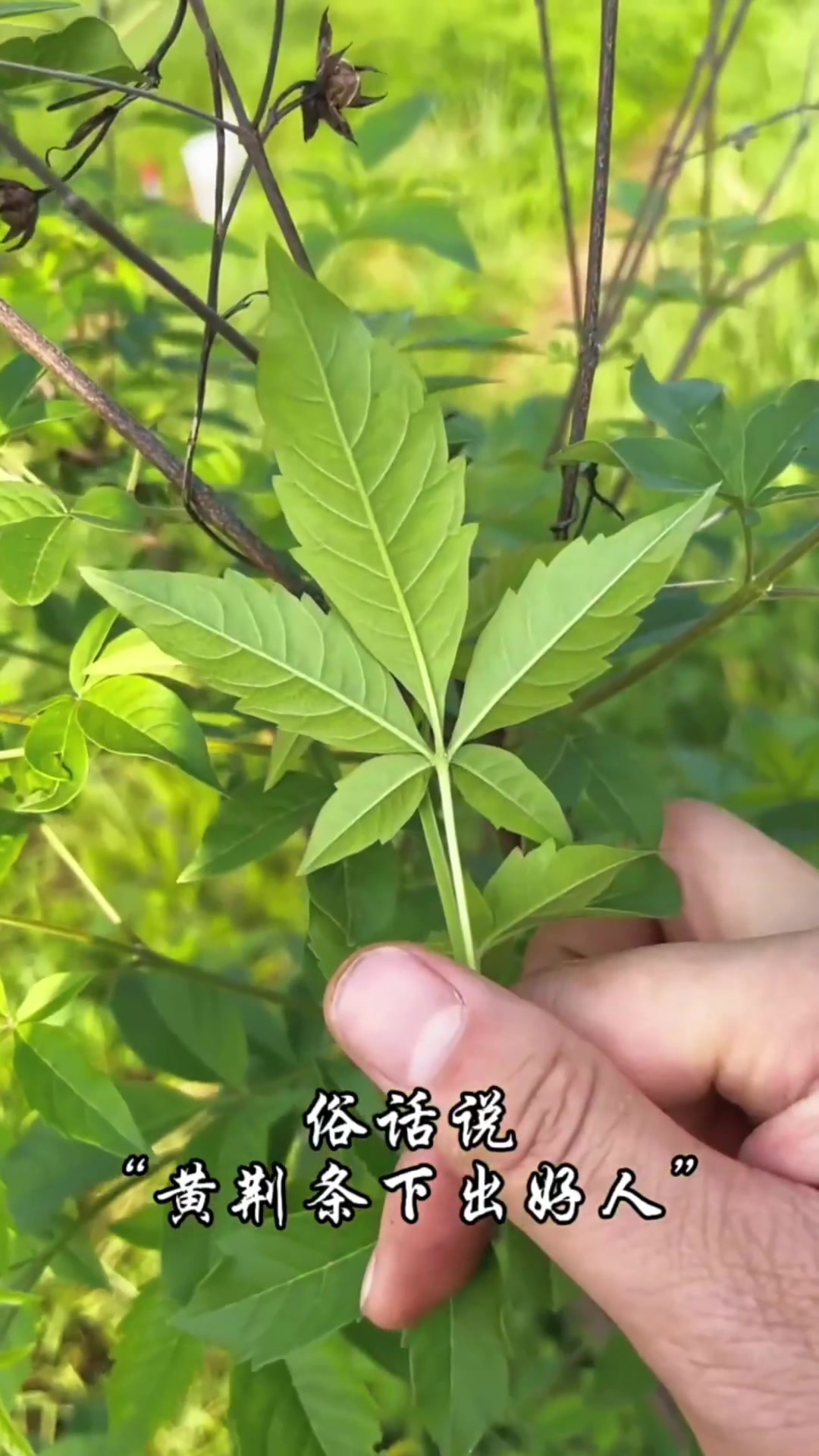 狗棒棒野菜学名图片