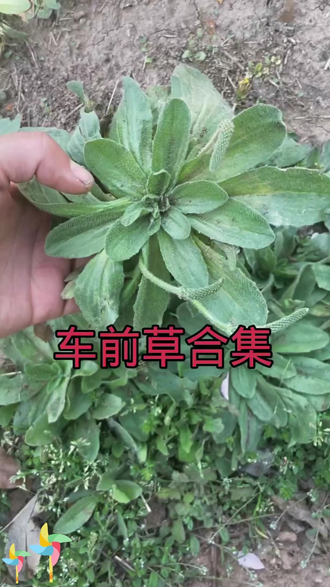 车前草一亩地利润是多少(车前草一亩地利润是多少几月份采收)