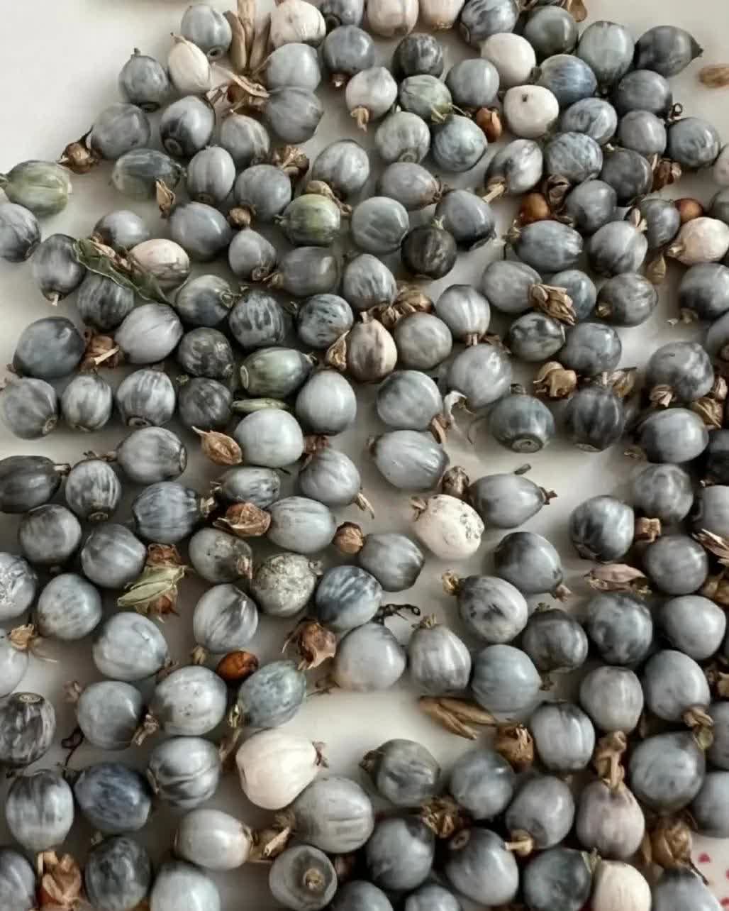 种子图片臭大姐成熟种子图片伞把菇种子什么样子黑眼苏珊小花种子图片