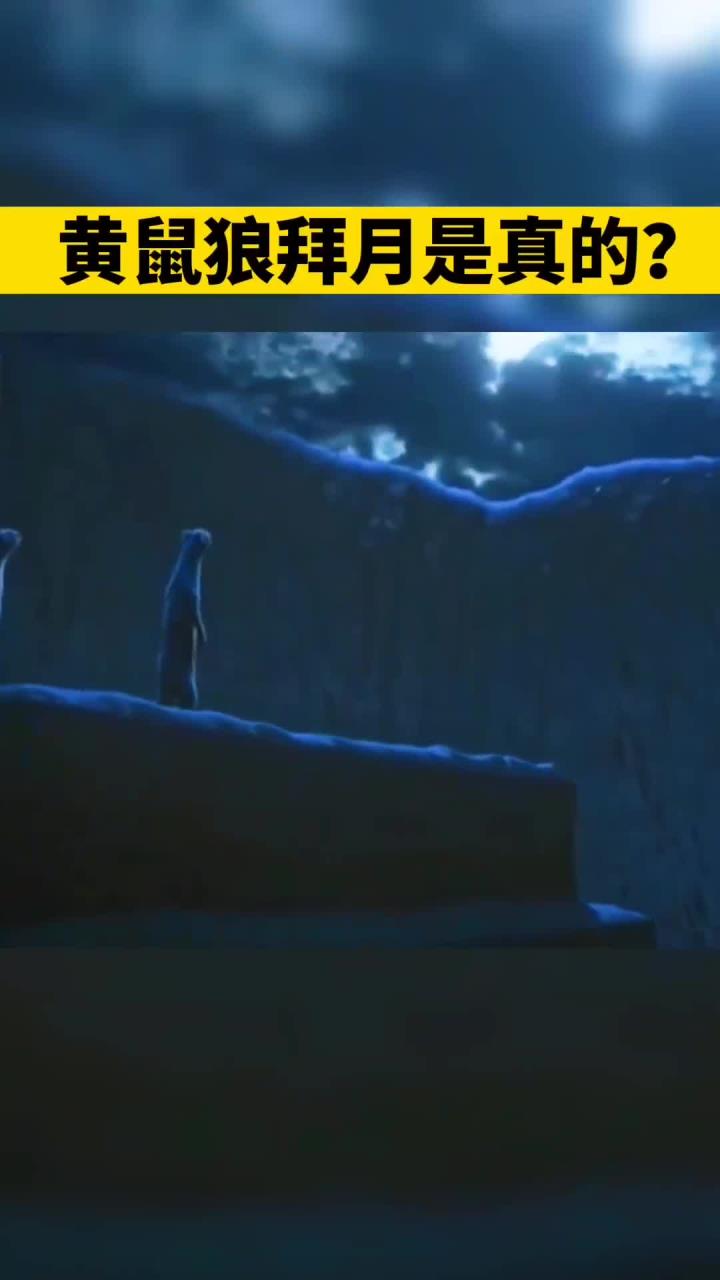 黄鼠狼真的会拜月吗?