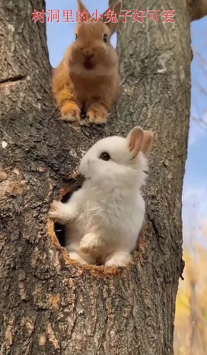 树洞里的小兔子好可爱