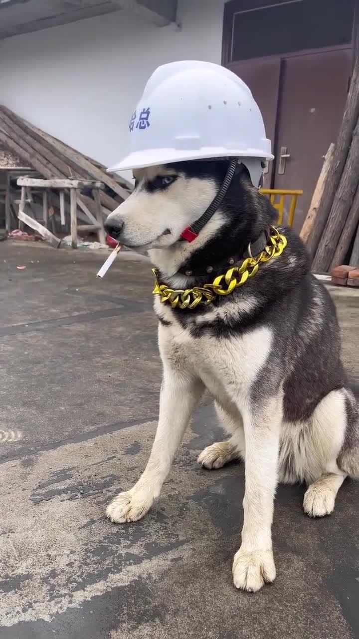 哈总:欠我的工程款什么时候结?二哈萌宠