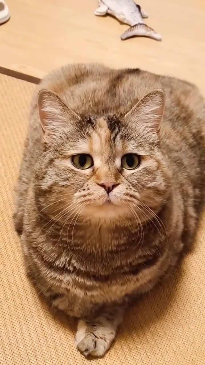 下一个我和我的怨种猫咪心思全写在脸上的猫委屈的小眼神