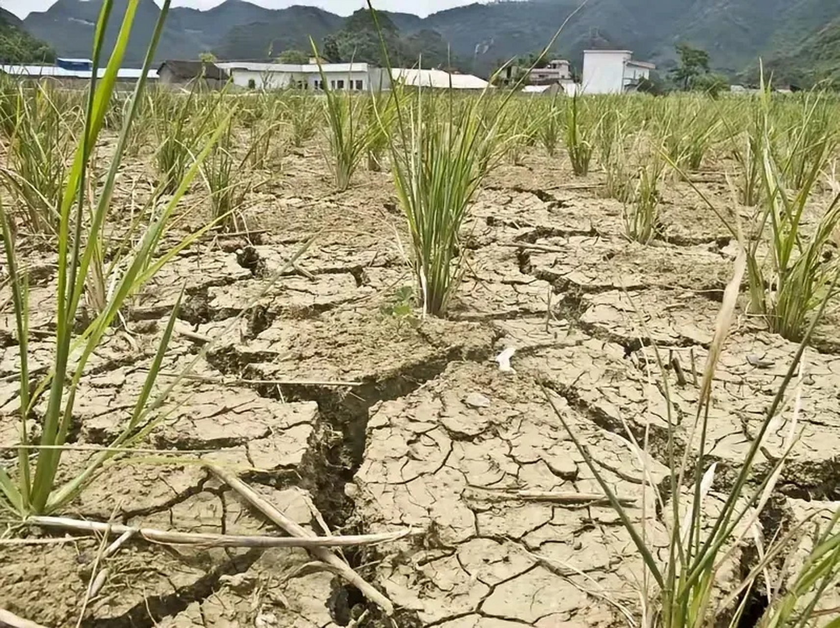 印度24年粮食产量3.3亿吨,中国产量竟高达多少?