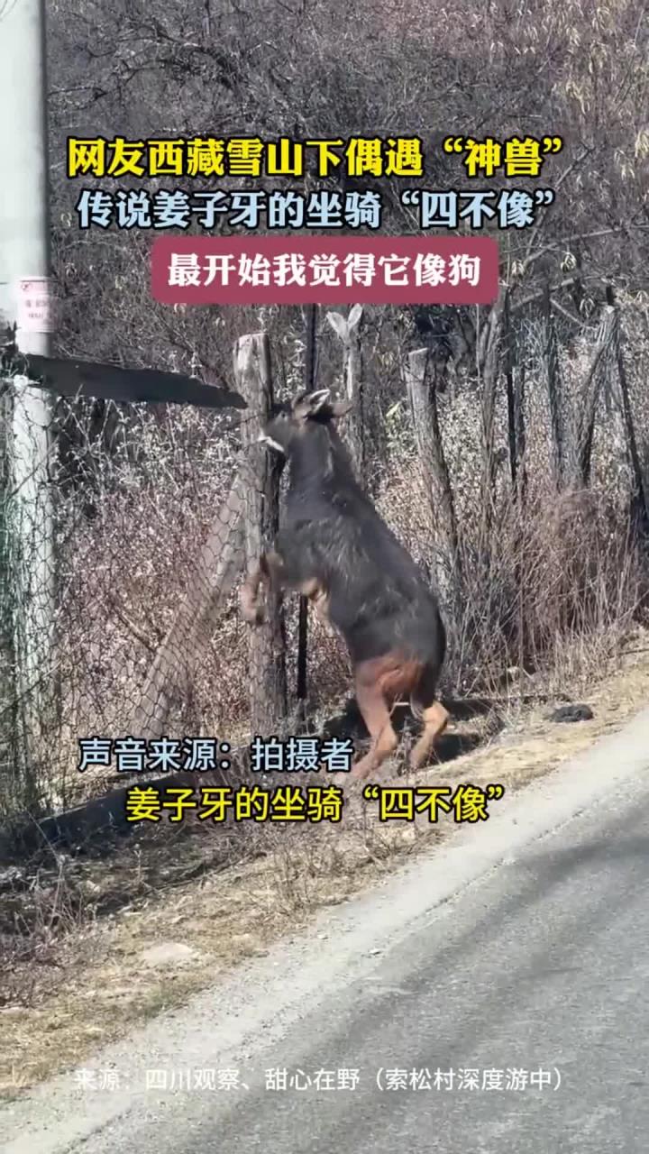 网友西藏山下偶遇"神兽"传说姜子牙的坐骑"四不像"最开始觉得它像狗