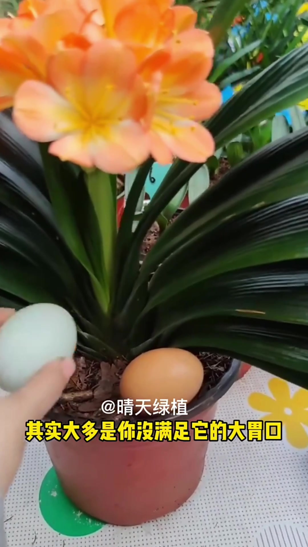 君子兰为什么不开花只长叶为什么在线