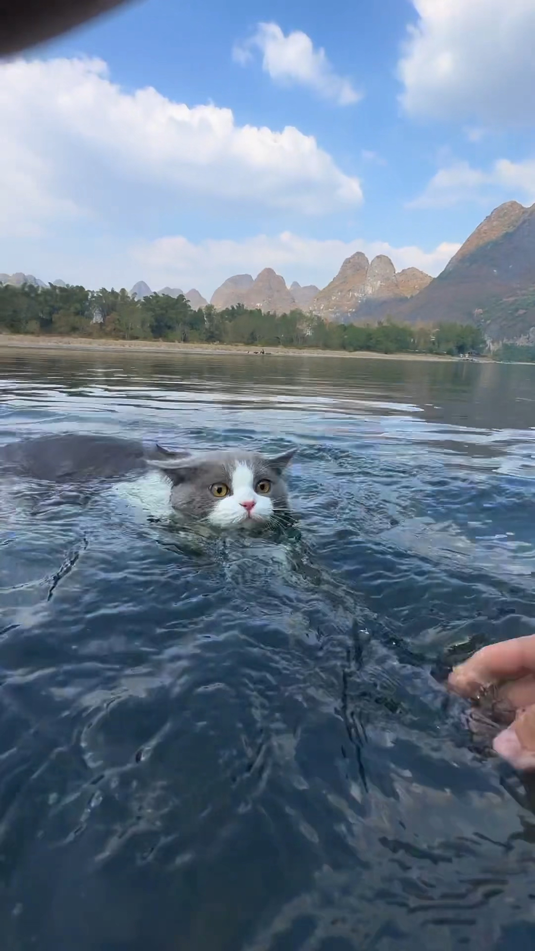 连猫都会游泳,而我不会