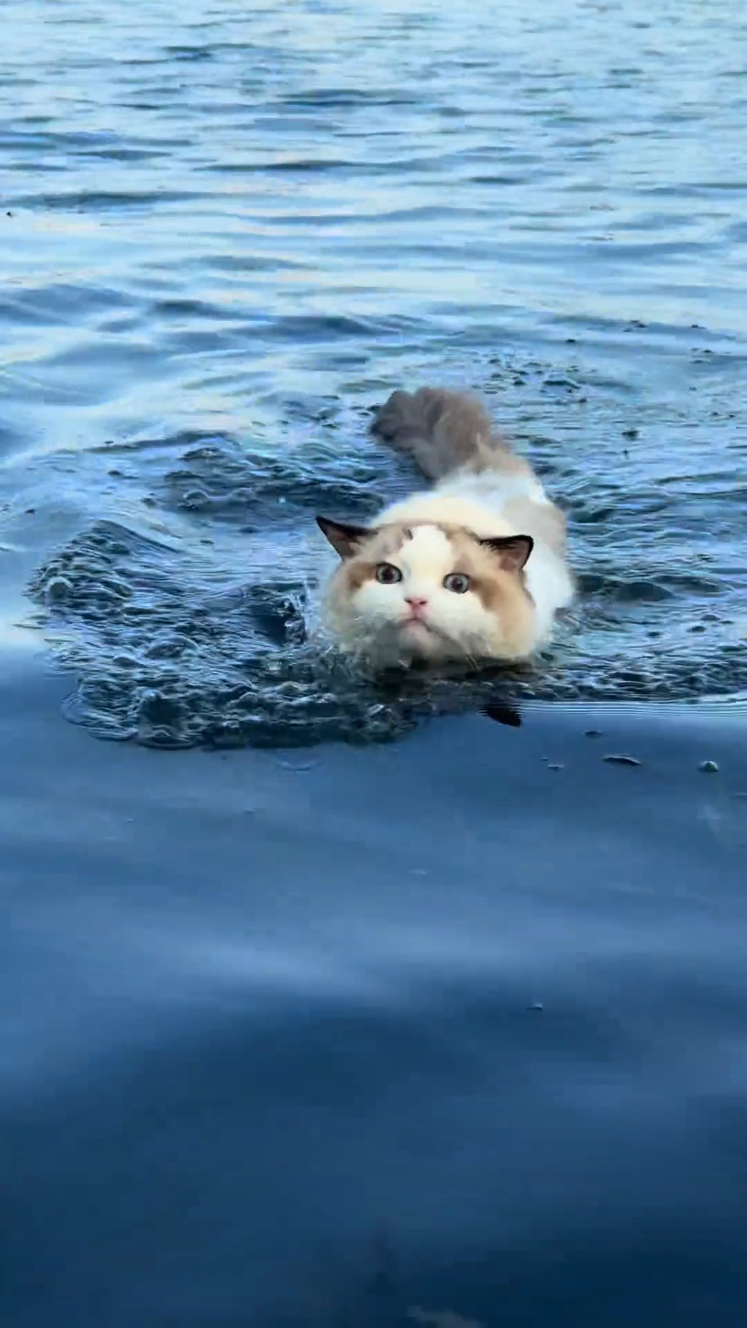 会游泳的小猫真的很霸气