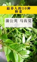 最养人的10种野菜