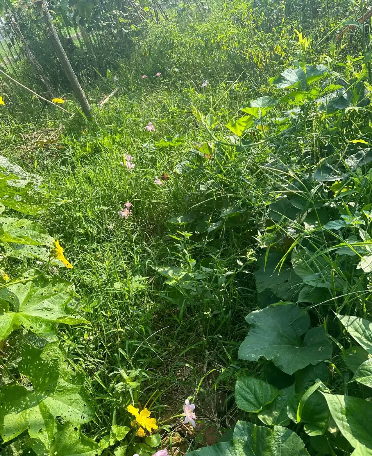 我家后面有不到100平的空地我想像中应该花是花菜是菜的