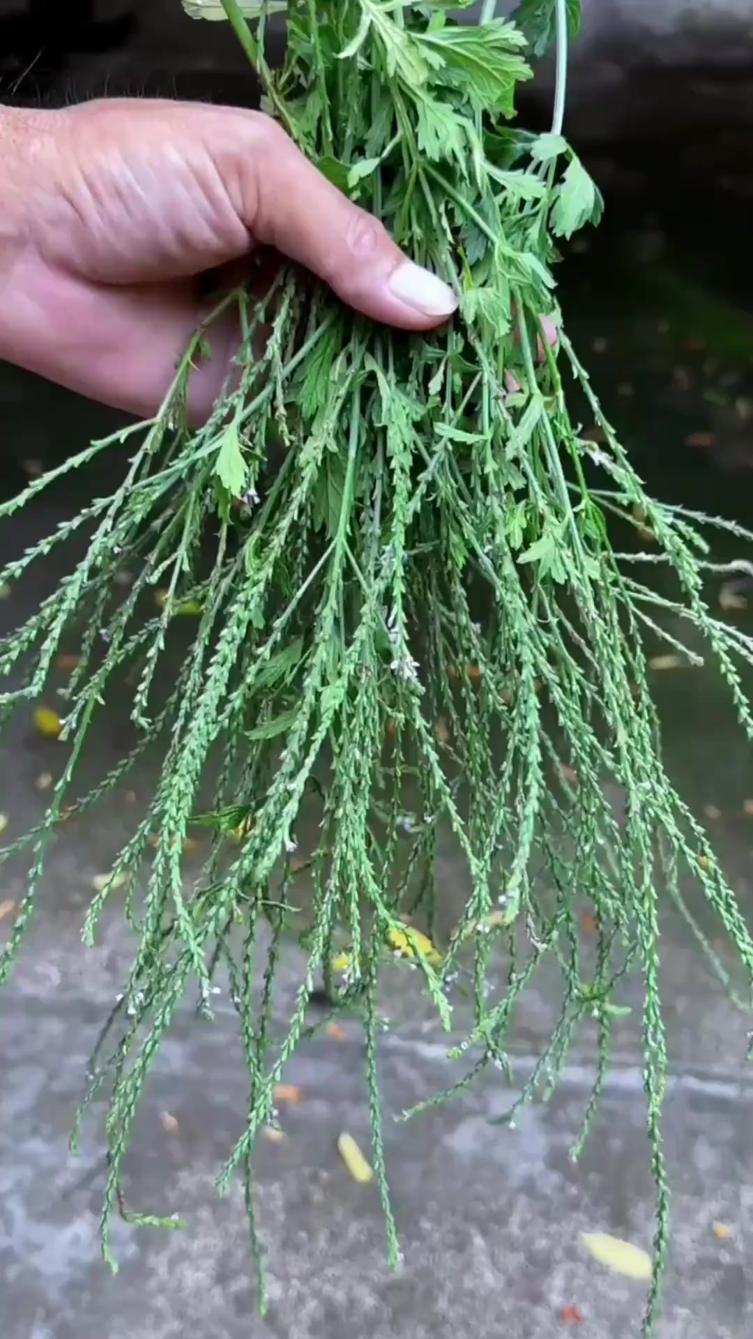 马鞭草,又名野荆芥,花穗似赶马鞭,村民在8月采收它的种子