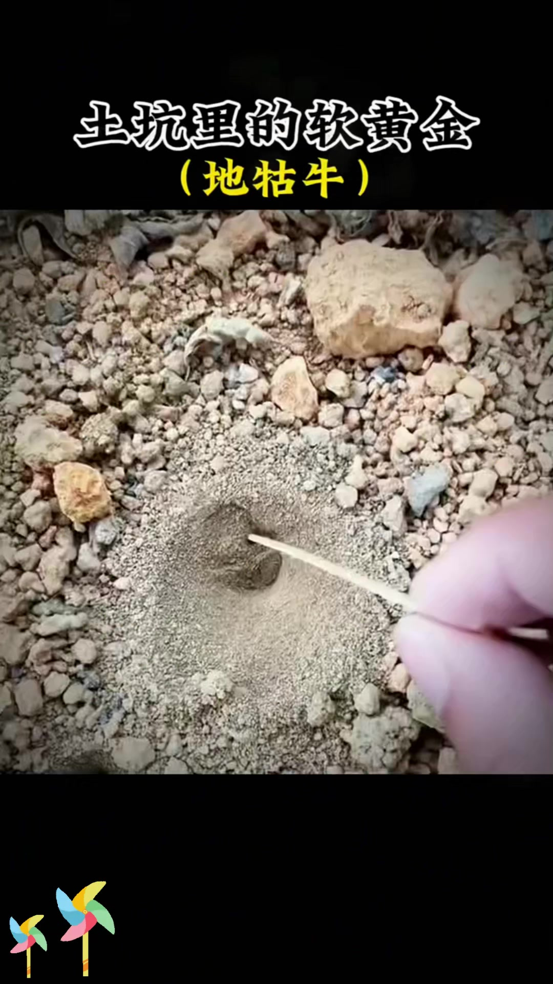 探寻地牯牛:童年奇妙玩伴,又叫金沙牛,如今少见!